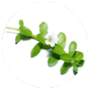 Bacopa Monnieri Extract